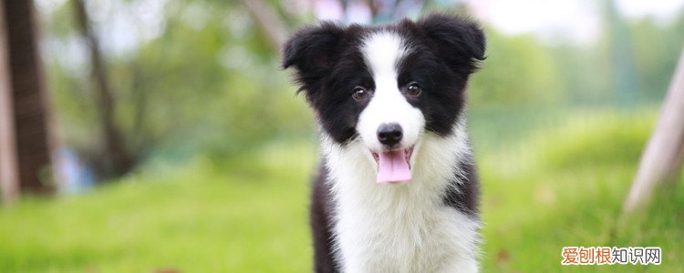 怎么知道狗狗不舒服 这些动作是不舒服的表现！