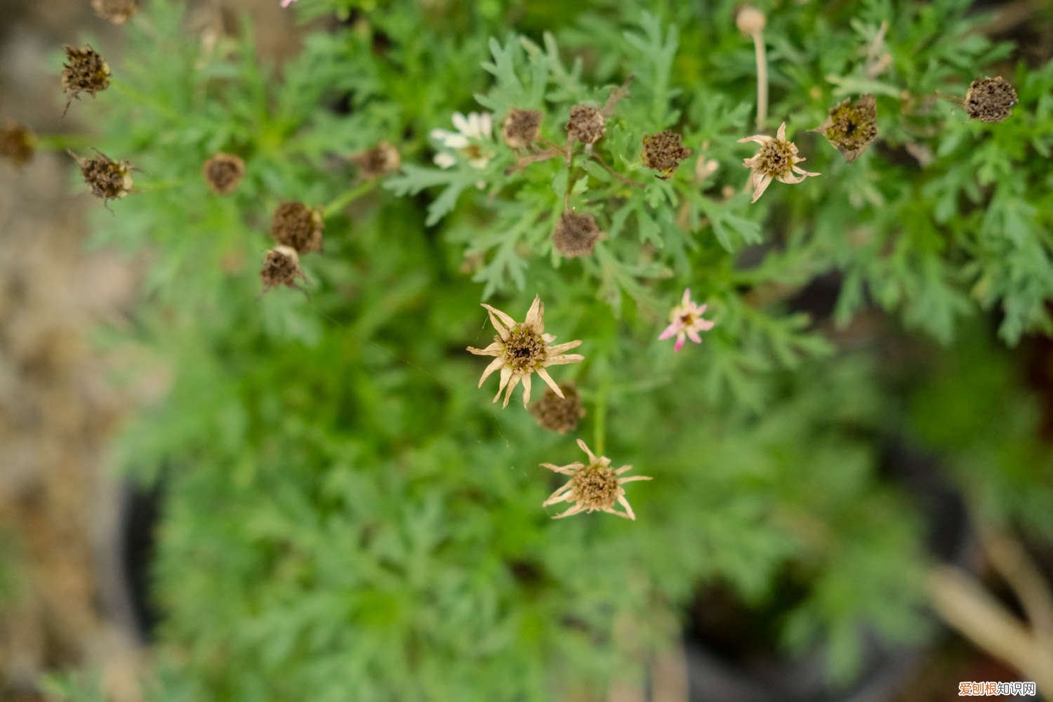 菊花怎么判断浇水多少天 菊花怎么判断浇水多少