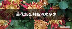 菊花怎么判断浇水多少天 菊花怎么判断浇水多少