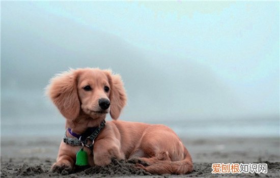 狗狗一直呕吐是什么原因？ 这些情况都有可能哦！