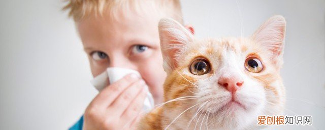 猫眼屎多怎么办 猫眼屎多的方法