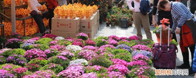 天竺葵冬天怎么养 冬天怎么养天竺葵