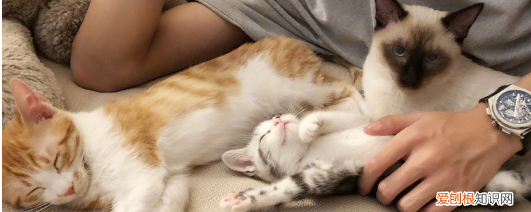 猫咪肝脏有问题 猫咪肝脏功能不好,猫咪肝脏不好什么症状,猫咪肝脏不好的原因