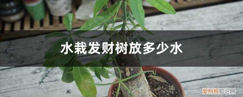 发财树是用水栽还是用土 水栽发财树放多少水