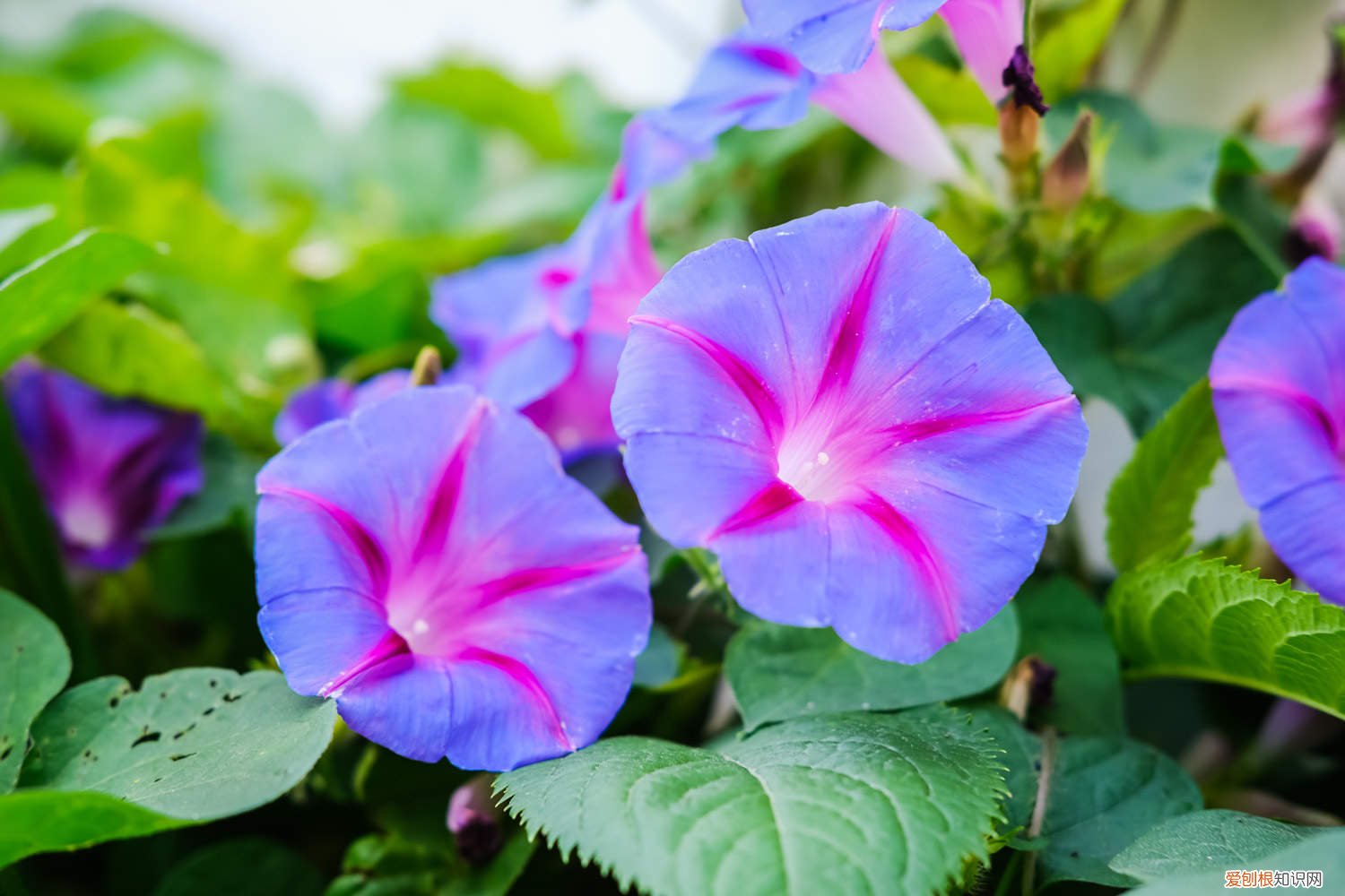 牵牛花需要天天浇水吗 盆栽牵牛花多少天浇次水