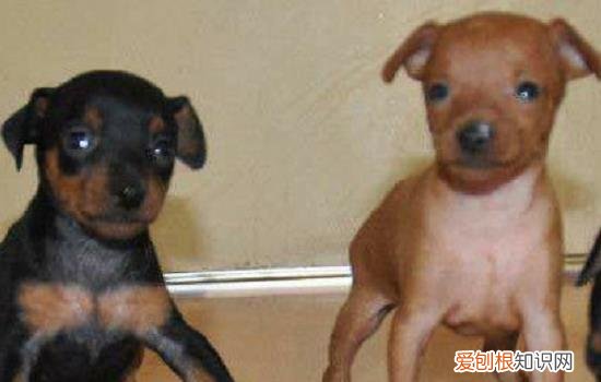 狗狗伤口可以抹云南白药吗 要弄清楚粉剂和喷剂哦!