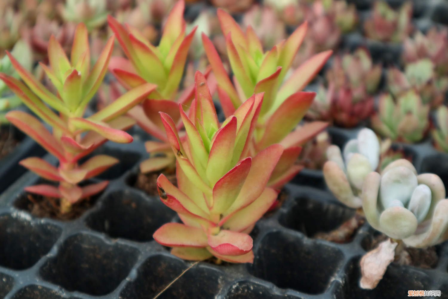 火祭怎么施肥 火祭浇水多少