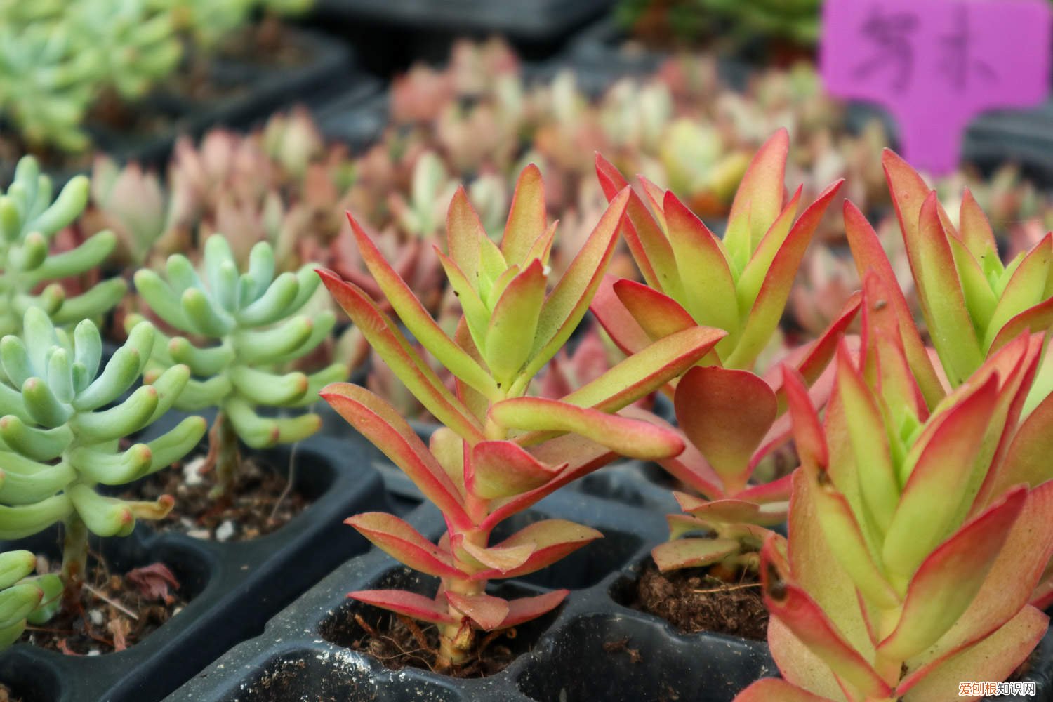 火祭怎么施肥 火祭浇水多少