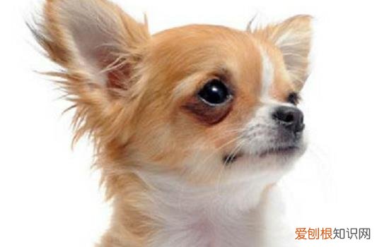 狗狗公尿道突然滴血 这三点要警惕哦！