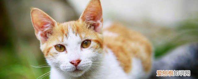 小猫吐白沫怎么办 小猫吐白沫的方法