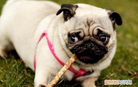 狗绝育后还来月经吗 还是有可能的哦！