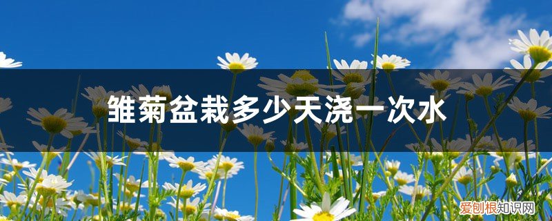 雏菊需要天天浇水吗 雏菊盆栽多少天浇一次水