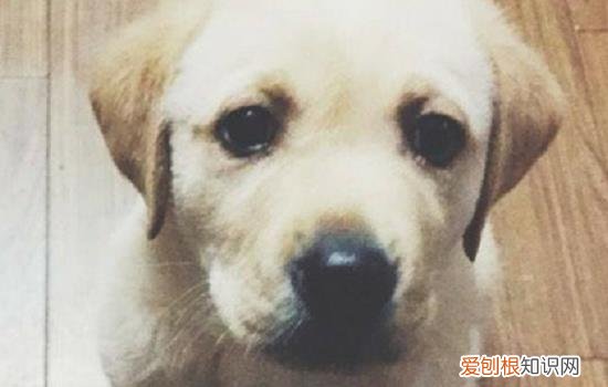 狗狗胃炎会自愈吗 炎症一定要及时去医院哦！