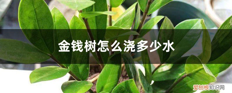 金钱树浇多少水好 金钱树浇多少水