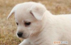 小狗狗多大可以打疫苗 看完你就全明白了！