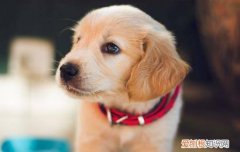 益生菌可以给狗狗吃吗 天天吃也是有害的