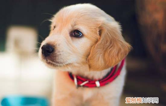 益生菌可以给狗狗吃吗 天天吃也是有害的