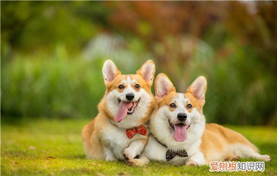 狗会脱肛吗 发现了可要及时去医院哦!