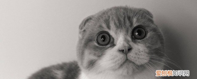 猫不喝水怎么办 猫不喝水的方法