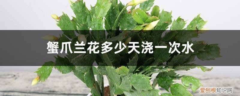 蟹爪兰花几天浇一次水 蟹爪兰花多少天浇一次水