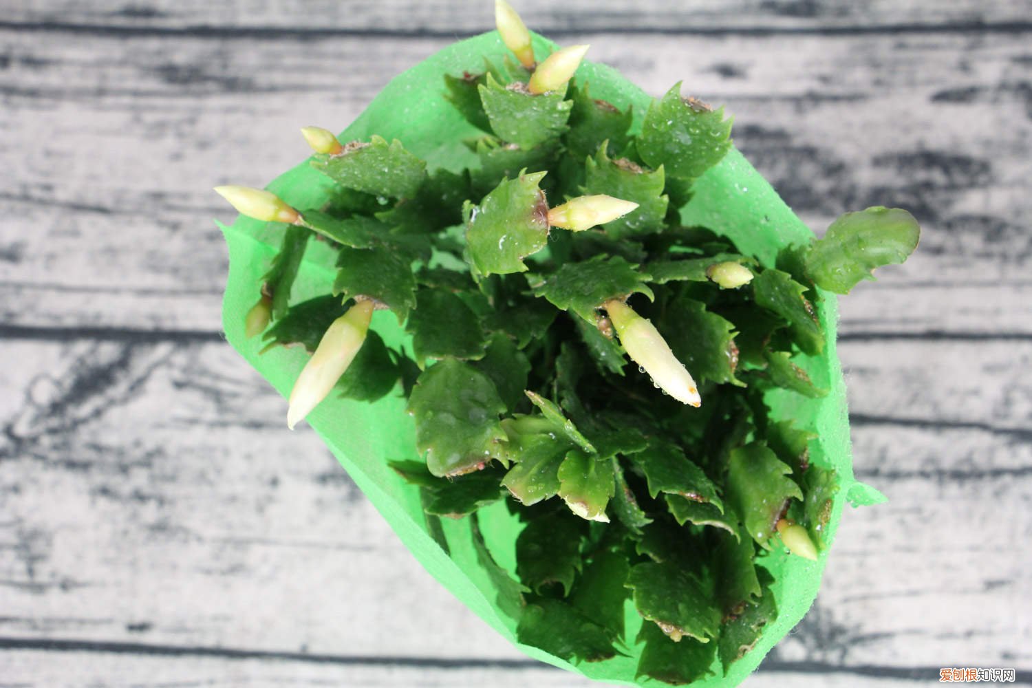 蟹爪兰花几天浇一次水 蟹爪兰花多少天浇一次水