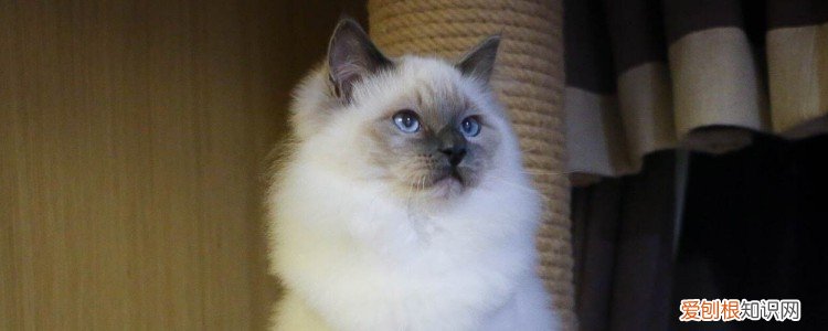 指甲剪可以给猫咪剪指甲吗 给猫咪剪指甲好不好,猫咪剪指甲好不好,给猫剪指甲好不好