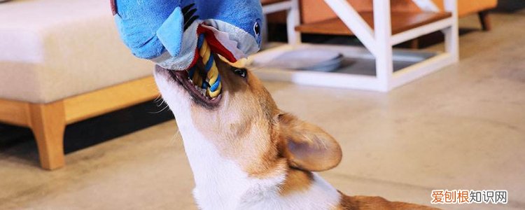 秋季狗狗得细小容易好不, 及时治疗是可以好的!