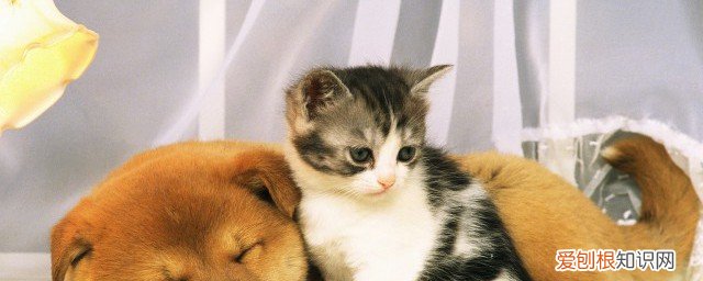 小猫一直叫是怎么回事 小猫一直叫是什么原因