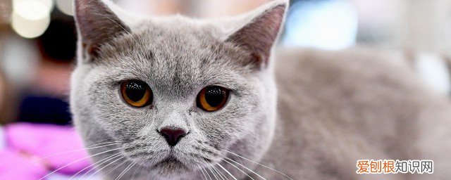 母猫发情怎么缓解 怎么缓解母猫发情