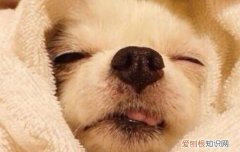 狗狗鼻子发热怎么回事？ 是不是生病了？