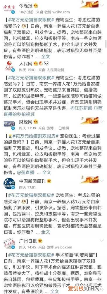 猫咪割眼睑多少钱 花万元给猫割双眼皮,花费万元给猫割双眼皮,猫割双眼皮