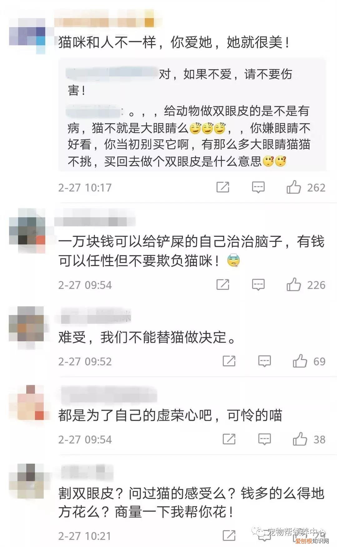 猫咪割眼睑多少钱 花万元给猫割双眼皮,花费万元给猫割双眼皮,猫割双眼皮