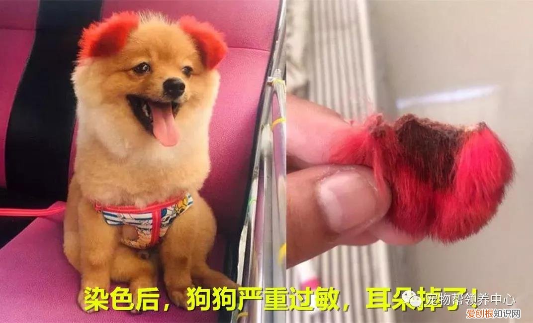 猫咪割眼睑多少钱 花万元给猫割双眼皮,花费万元给猫割双眼皮,猫割双眼皮