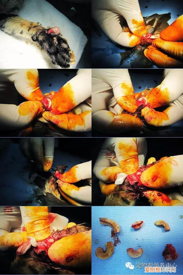 猫咪割眼睑多少钱 花万元给猫割双眼皮,花费万元给猫割双眼皮,猫割双眼皮