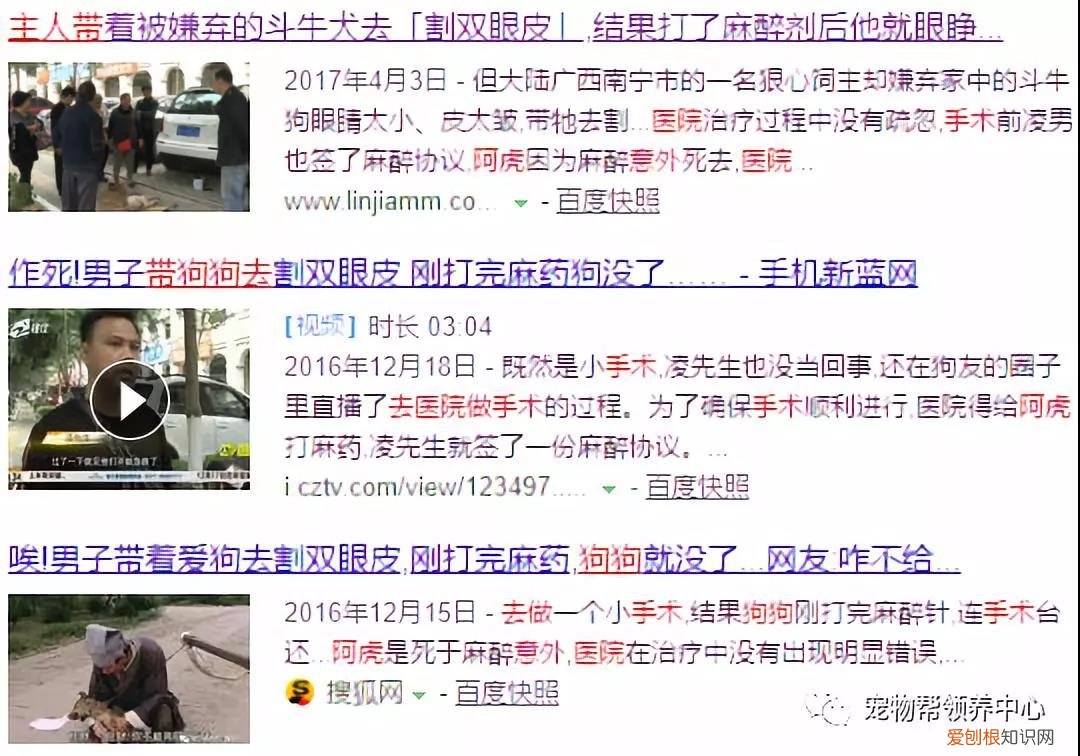 猫咪割眼睑多少钱 花万元给猫割双眼皮,花费万元给猫割双眼皮,猫割双眼皮