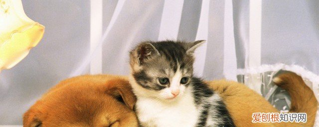 猫毛过敏怎么办 猫毛过敏的方法