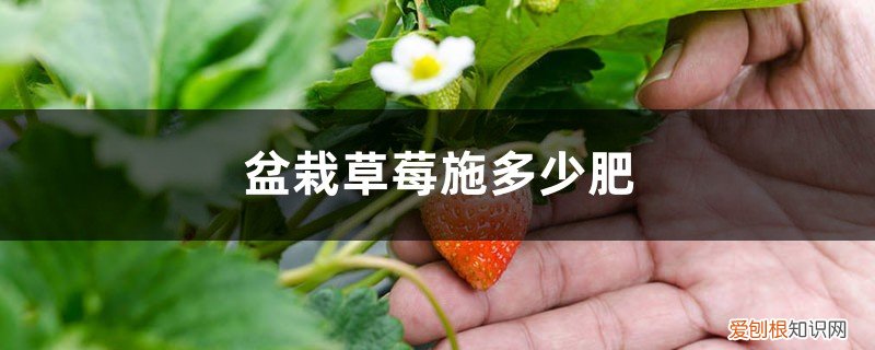 盆栽草莓施多少肥合适 盆栽草莓施多少肥