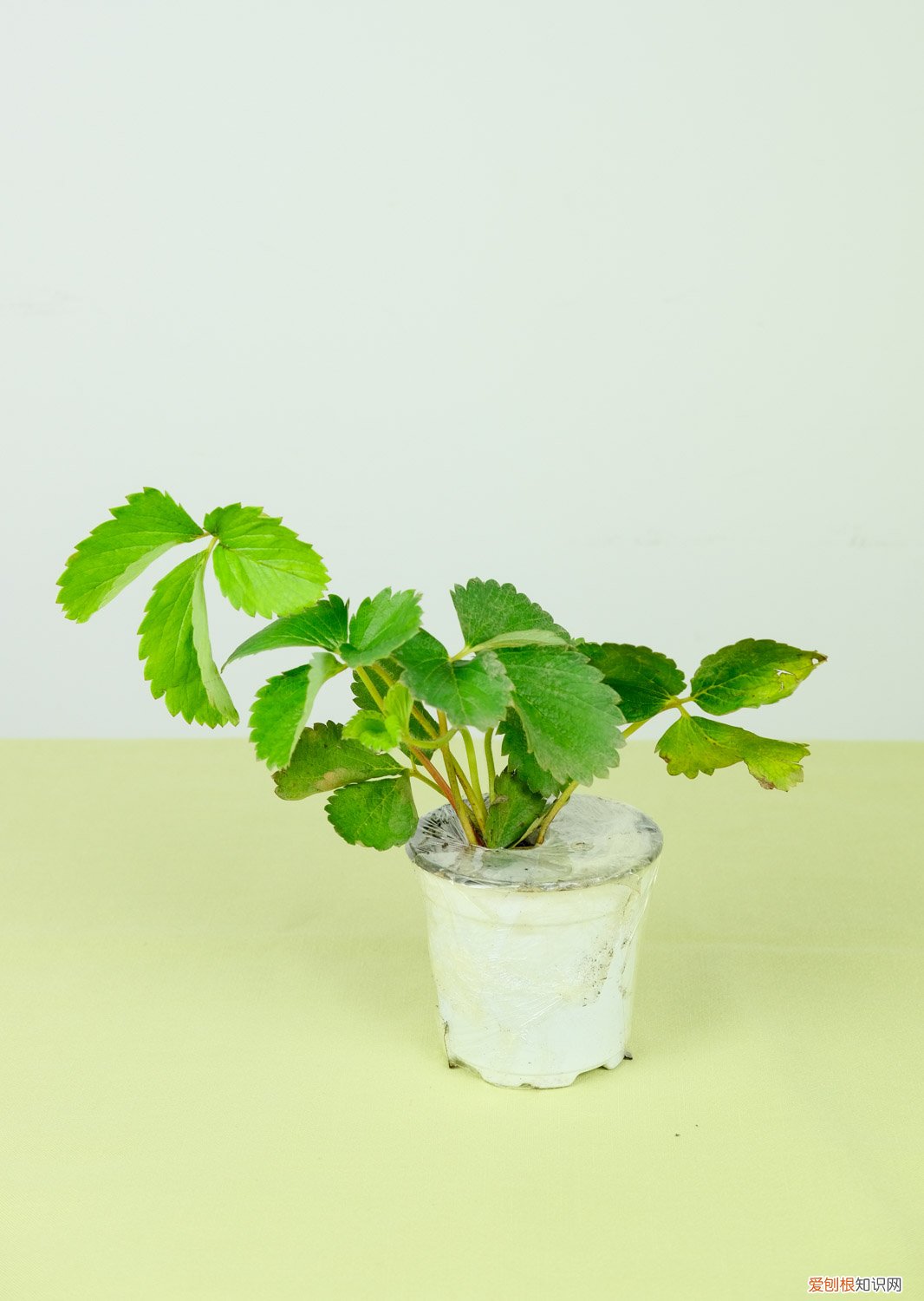 盆栽草莓施多少肥合适 盆栽草莓施多少肥