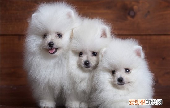 狗狗支气管炎的症状 狗狗支气管炎该怎么治?