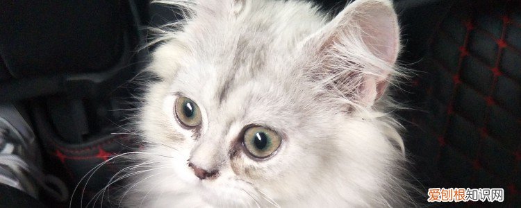 猫咪对惊吓要多少天才能忘记,猫咪受到惊吓几天恢复,猫咪受到惊吓几天忘记