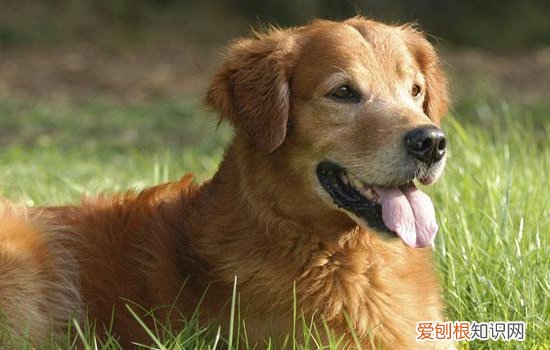 萨摩耶感冒的症状 萨摩耶感冒了怎么办？