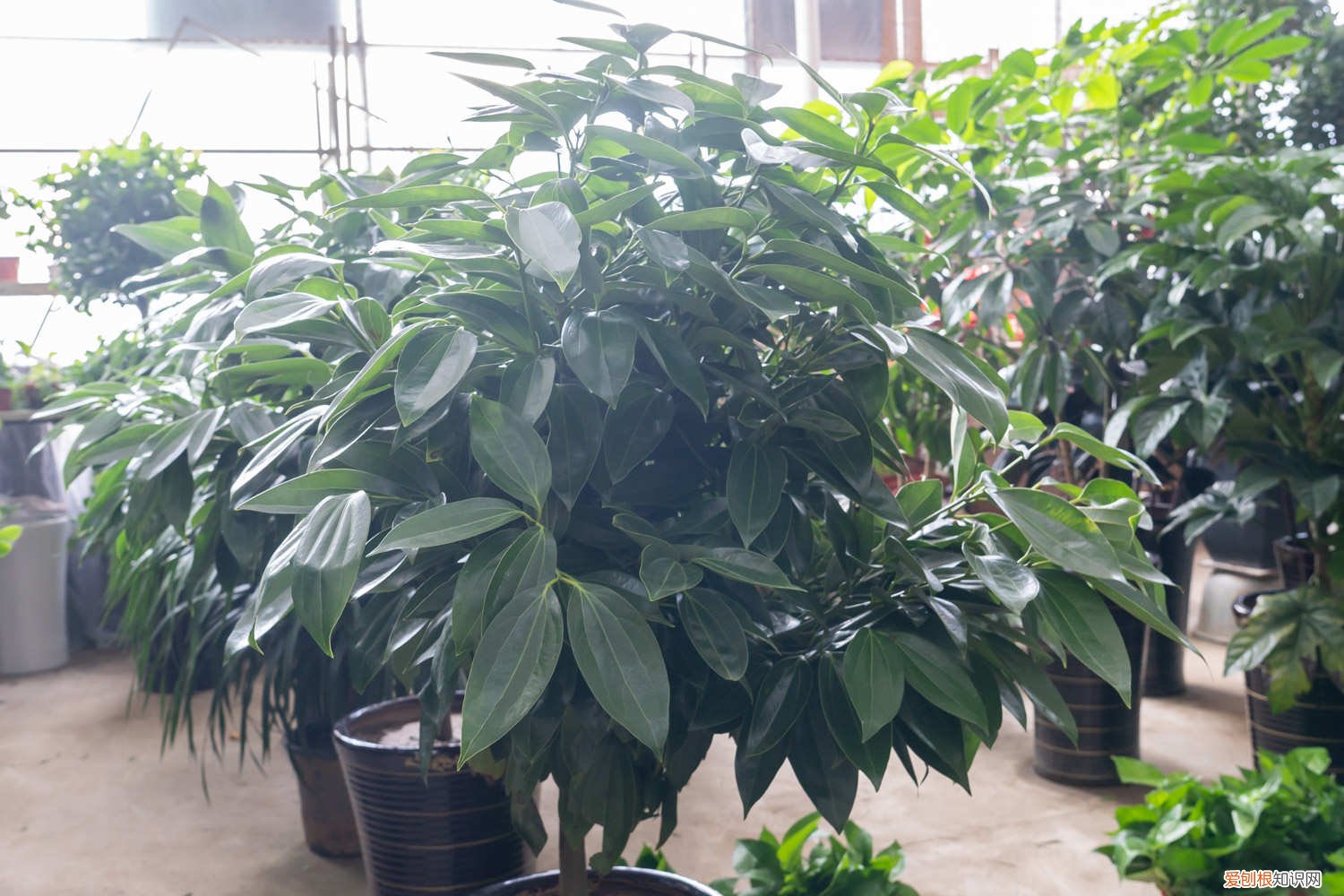 平安树的一次浇多少水 平安树第一次浇多少水