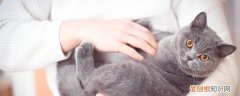 幼猫感冒了怎么办 幼猫感冒了的方法