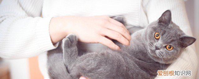 幼猫感冒了怎么办 幼猫感冒了的方法