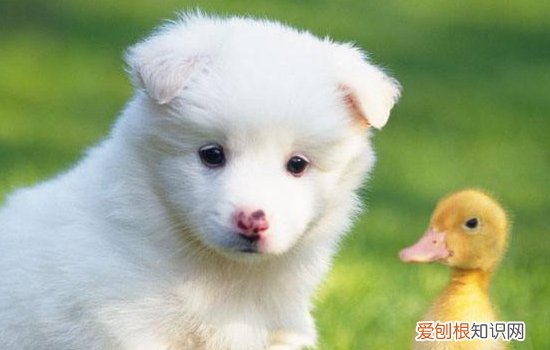 狗狗腰椎间盘突出怎么治疗 这些狗狗都不适合爬楼梯哦！