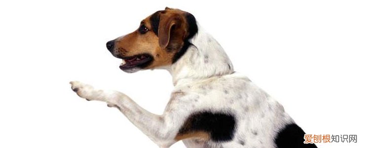 狗狗毛发干燥皮肤起皮 这些护理误区都是元凶!