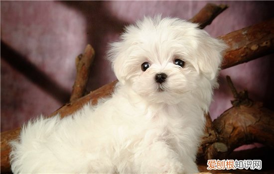 狗狗脑膜炎的症状 狗狗脑膜炎该怎么治疗?