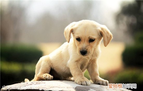 狗狗摔跤会得脑震荡吗？ 狗狗脑震荡有何症状？