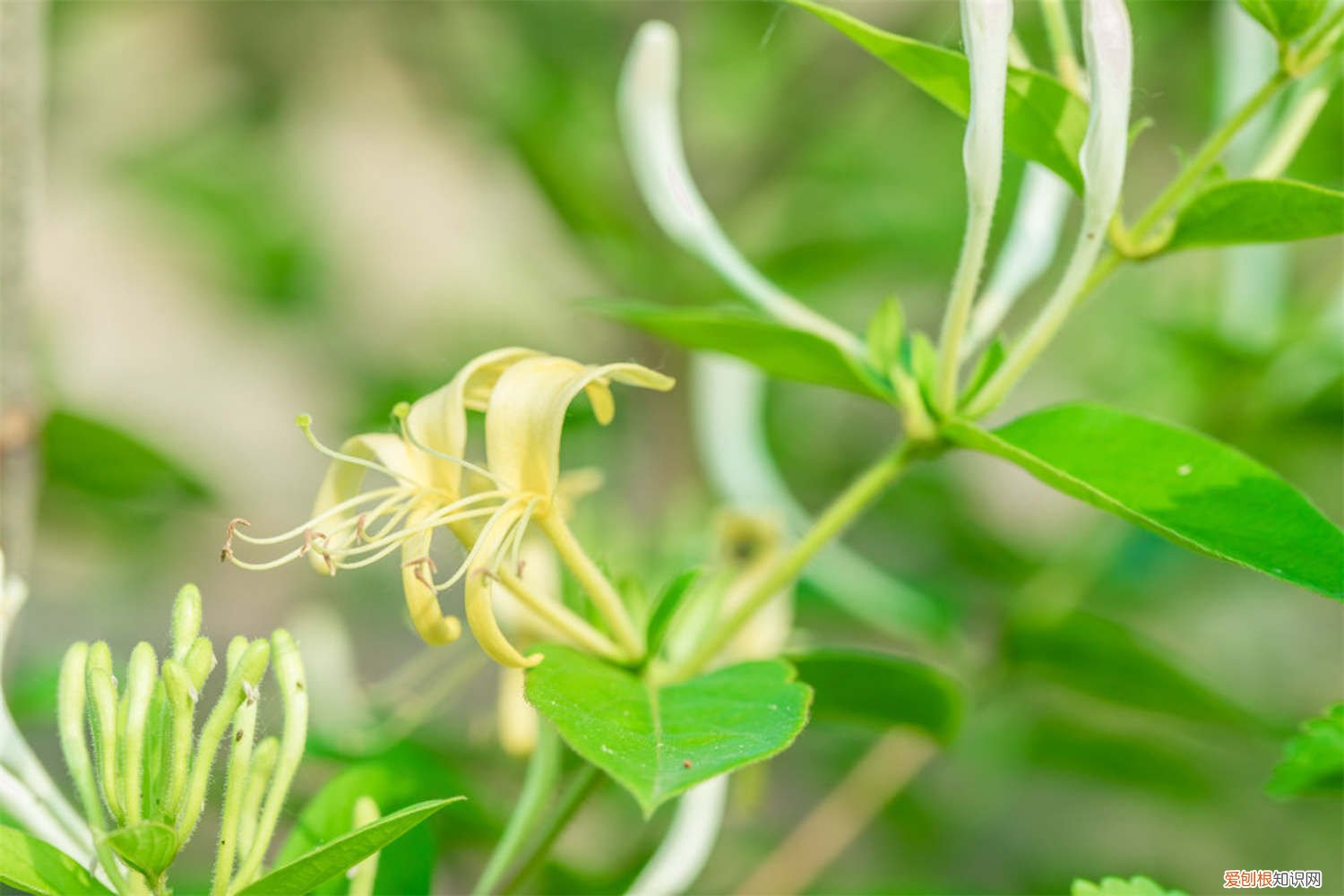 金银花刚栽上什么时候浇水 金银花多少天浇次水