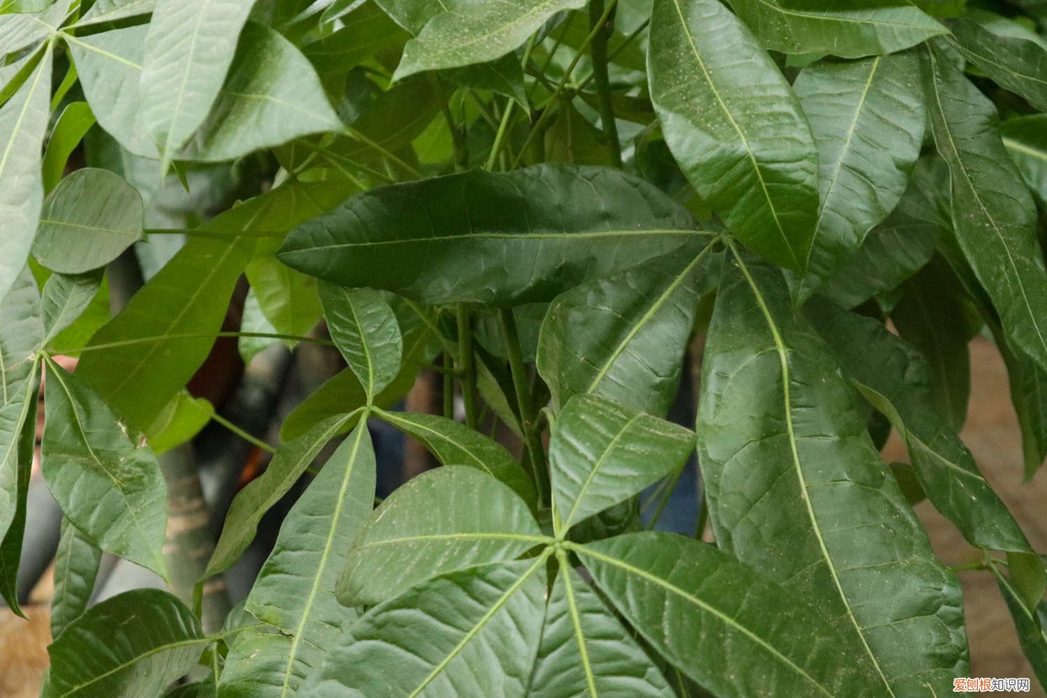 发财树一天要浇几次水 家里的发财树要多少天浇一次水